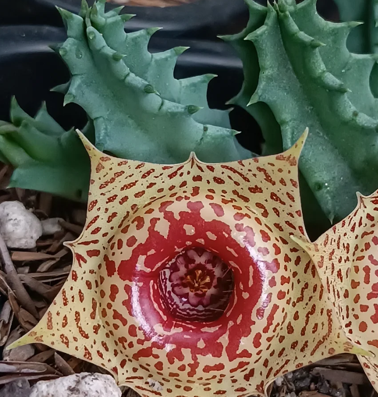 Huernia 'Leopard' 5 Seeds