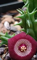 Huervalia 'Magic Eye' 7 Seeds