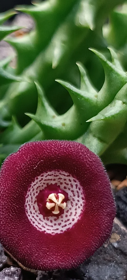 Huervalia 'Magic Eye' 7 Seeds