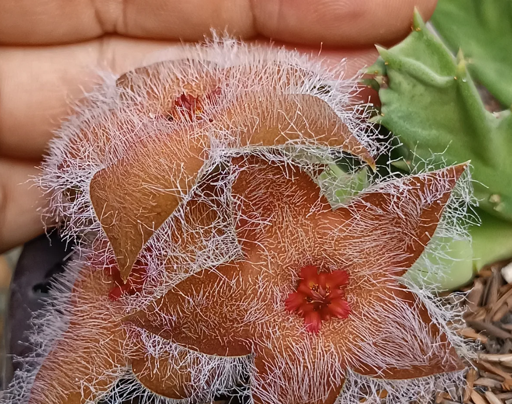 Orbea melanantha x Stapelia hirsuta 6 Seeds