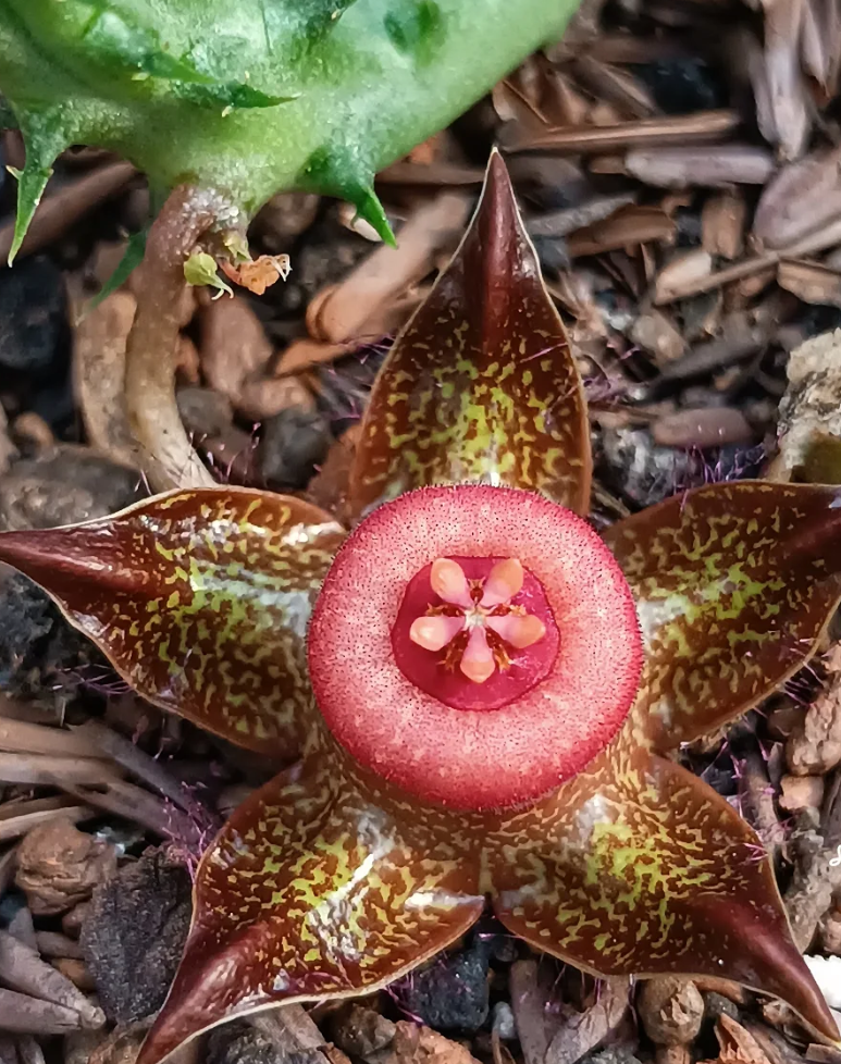 Duvalia polita 5 Seeds