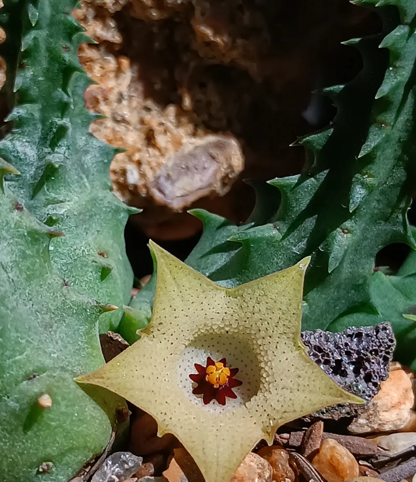 Huernia namaquesis 5 Seeds