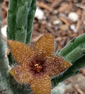 Stapelia Olivacea 7 Seeds