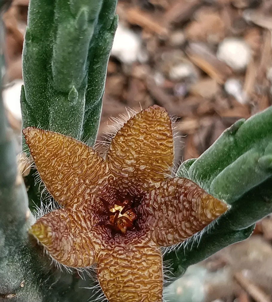 Stapelia Olivacea 7 Seeds