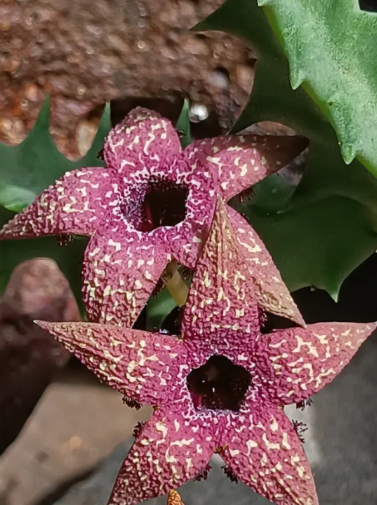 Orbea gerstneri ssp. elongata 6 Seeds