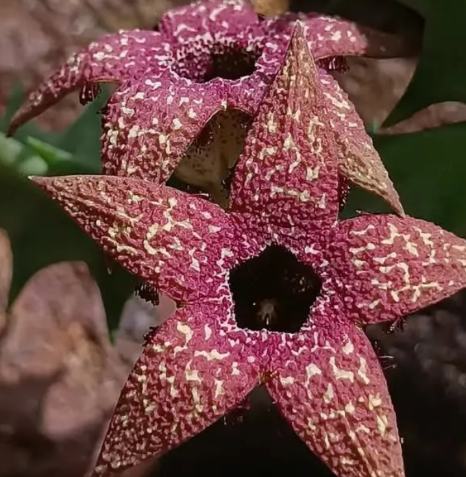 Orbea gerstneri ssp. elongata 6 Seeds
