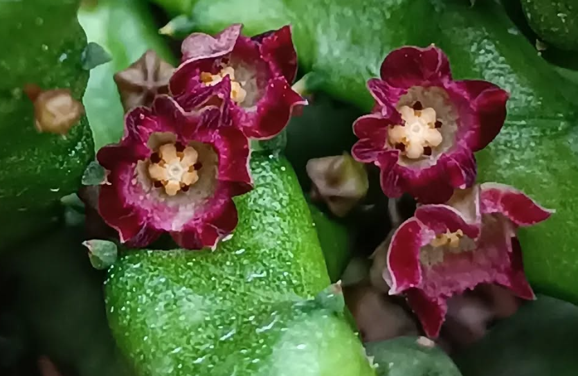 Baynesia lophophora 5 Seeds