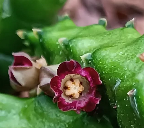 Baynesia lophophora 5 Seeds