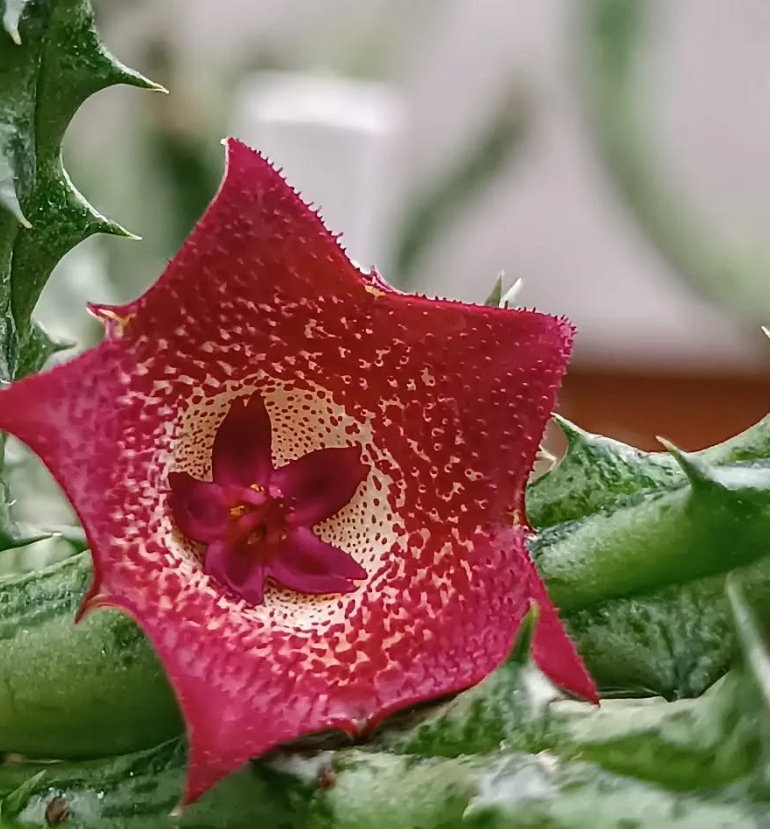 Stapelianthuervalia 'New Love' 5 Seeds