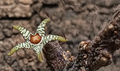 Rhytidocaulon macrolobum (green form) 5 Seeds