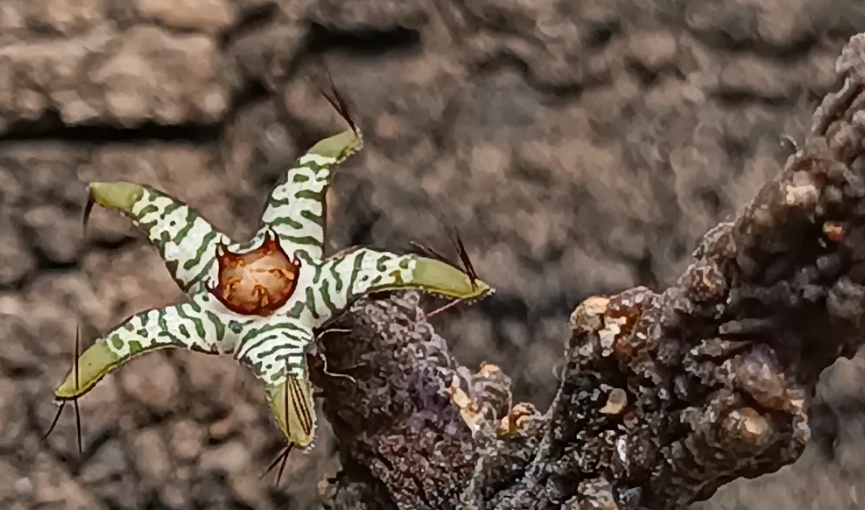 Rhytidocaulon macrolobum (green form) 5 Seeds