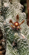 Rhytidocaulon fullerii x Rhytidocaulon macrolobum 5 Seeds