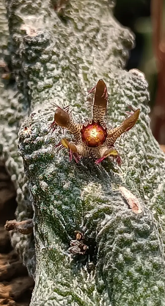 Rhytidocaulon fullerii x Rhytidocaulon macrolobum 5 Seeds