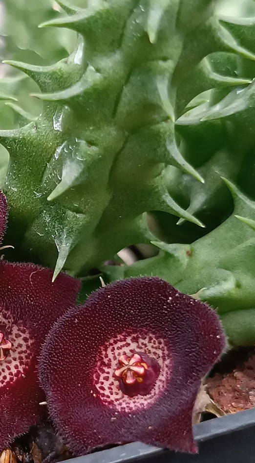 Huervalia 'Flake Eye' 7 Seeds