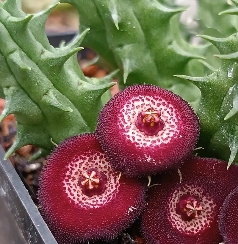 Huervalia 'Flake Eye' 7 Seeds