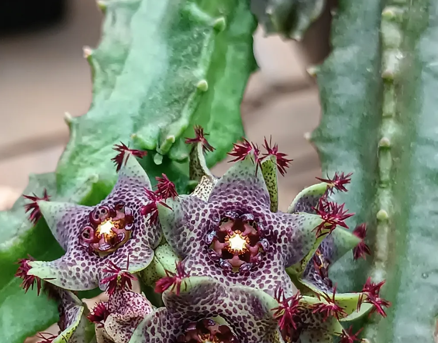 Caralluma hexagona x Lavranos 5 Seeds
