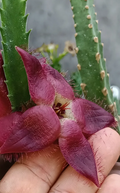 Stapelia bergeriana hybrid 7 Seeds