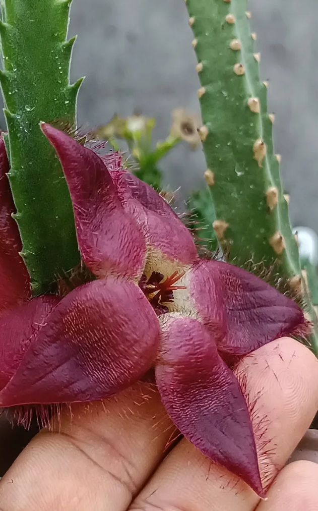 Stapelia bergeriana hybrid 7 Seeds