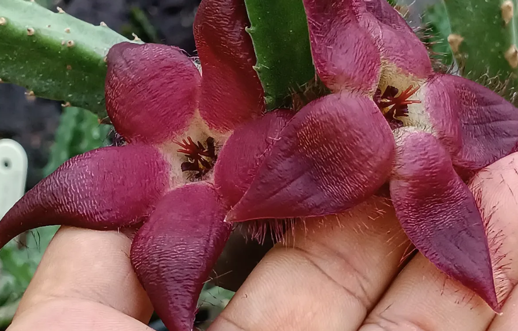 Stapelia bergeriana hybrid 7 Seeds