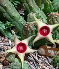 Huernia verekeri  var. angolensis 5 Seeds