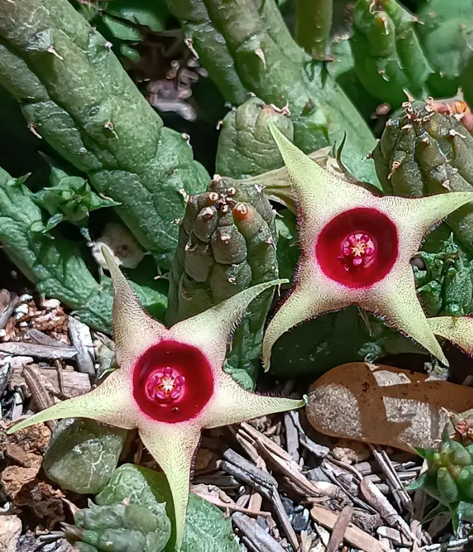 Huernia verekeri  var. angolensis 5 Seeds