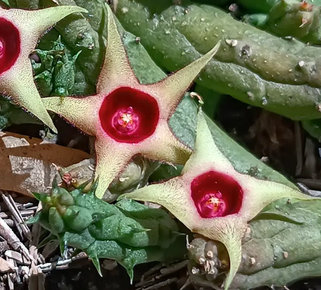 Huernia verekeri  var. angolensis 5 Seeds