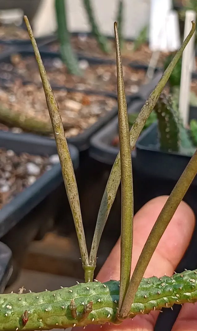 Echidnopsis 'rubi korat' 5 Seeds