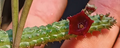 Echidnopsis 'rubi korat' 5 Seeds