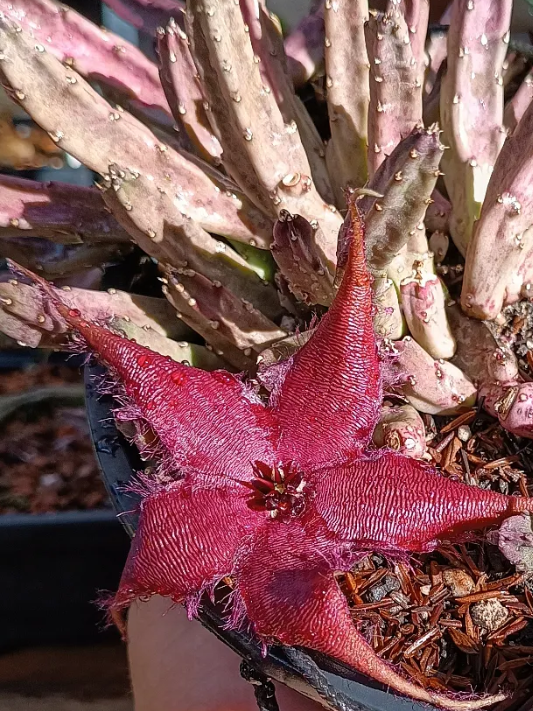 Stapelia schinzii hybrid 7 Seeds