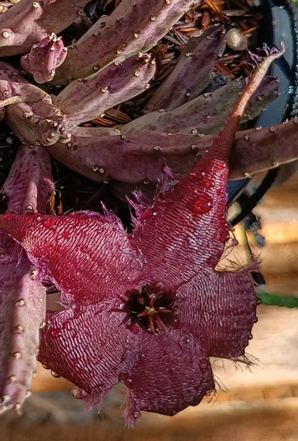 Stapelia schinzii hybrid 7 Seeds
