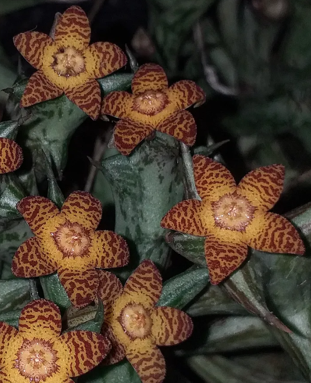 Orbea schweinfurthii 6 Seeds