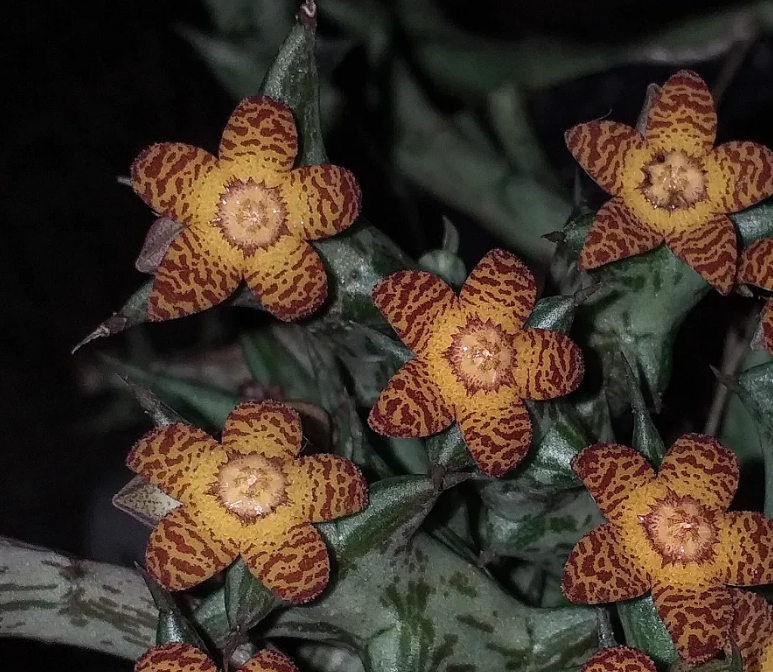 Orbea schweinfurthii 6 Seeds