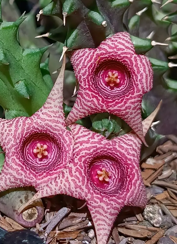 Huernia 'Isis' 5 Seeds