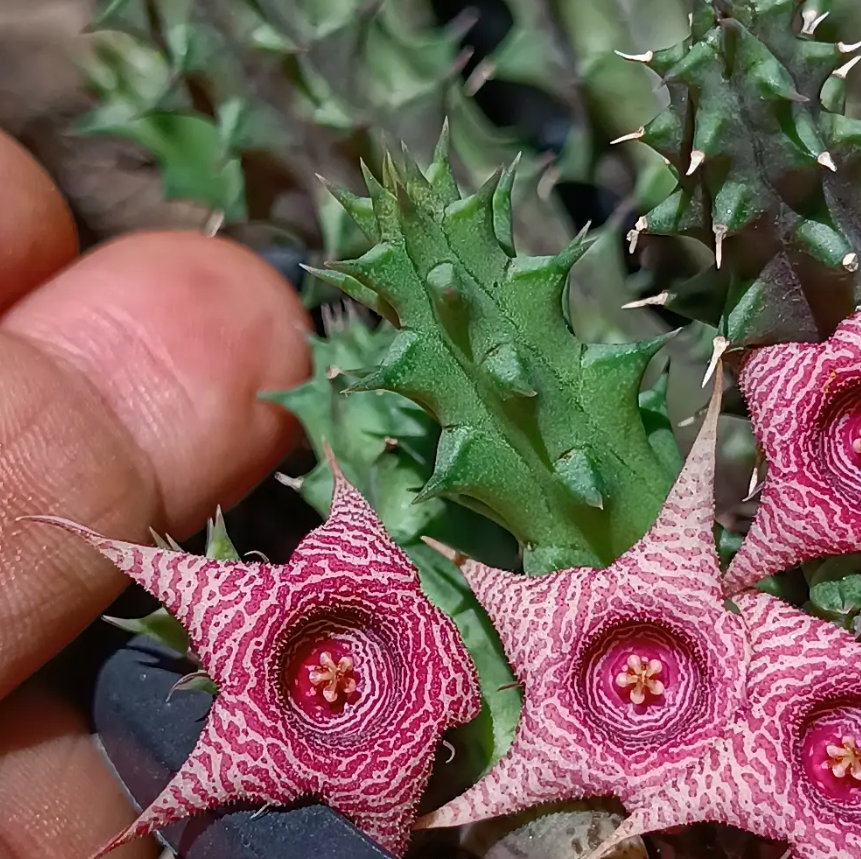Huernia 'Isis' 5 Seeds
