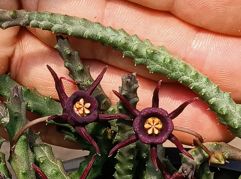 Duvalia immaculata 5 Seeds