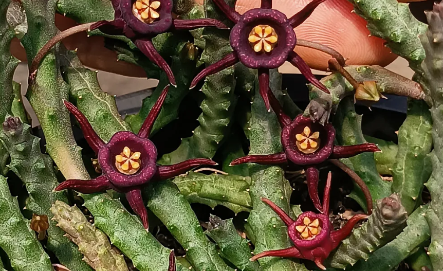 Duvalia immaculata 5 Seeds