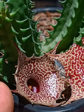 Huernia 'Granite' 5 Seeds