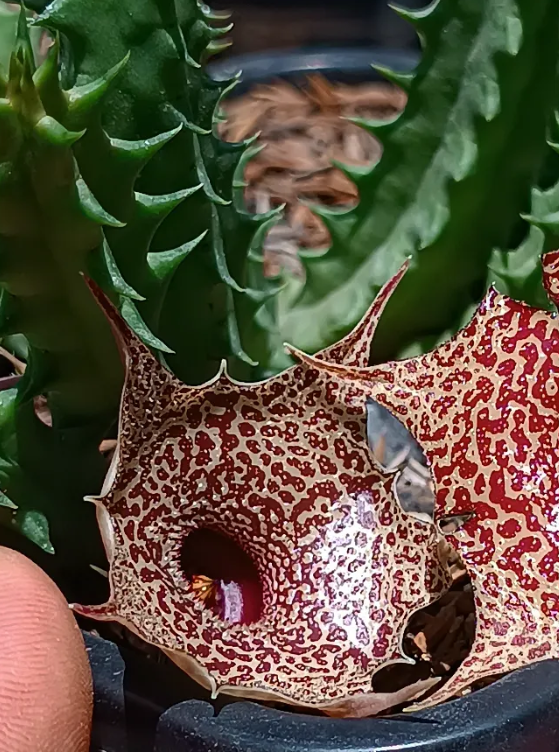 Huernia 'Granite' 5 Seeds