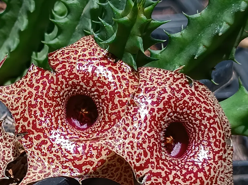 Huernia 'Granite' 5 Seeds