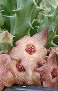 Huervalia 'Pink Waves' 7 Seeds