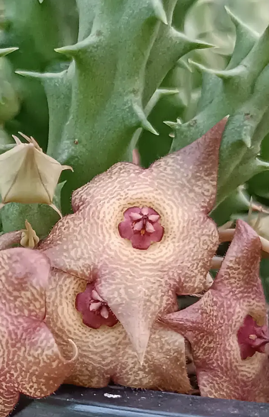 Huervalia 'Pink Waves' 7 Seeds