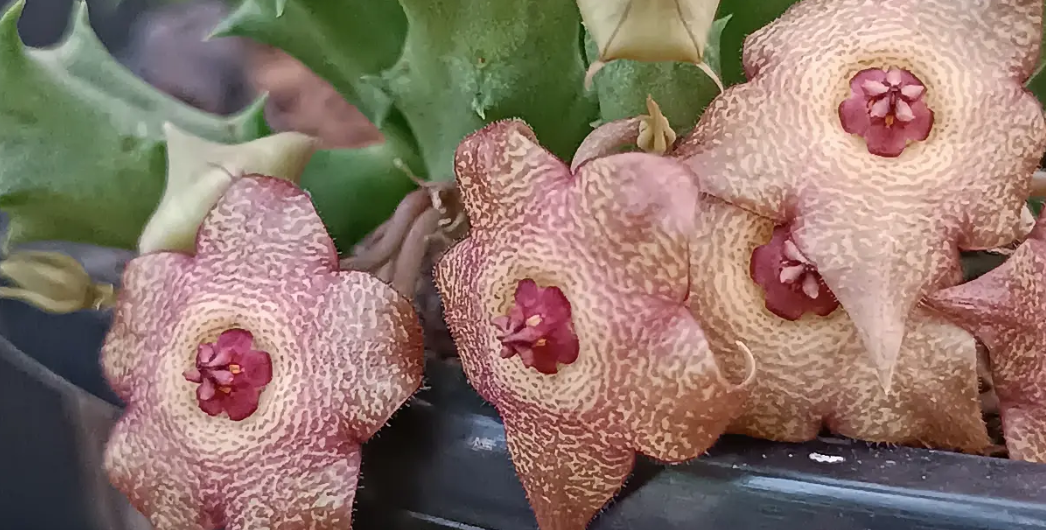 Huervalia 'Pink Waves' 7 Seeds