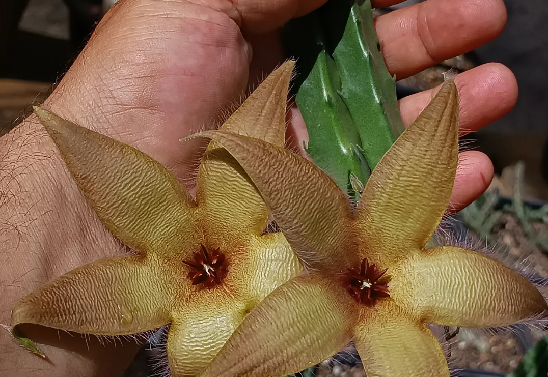 Stapelia asterias yellow 7 Seeds