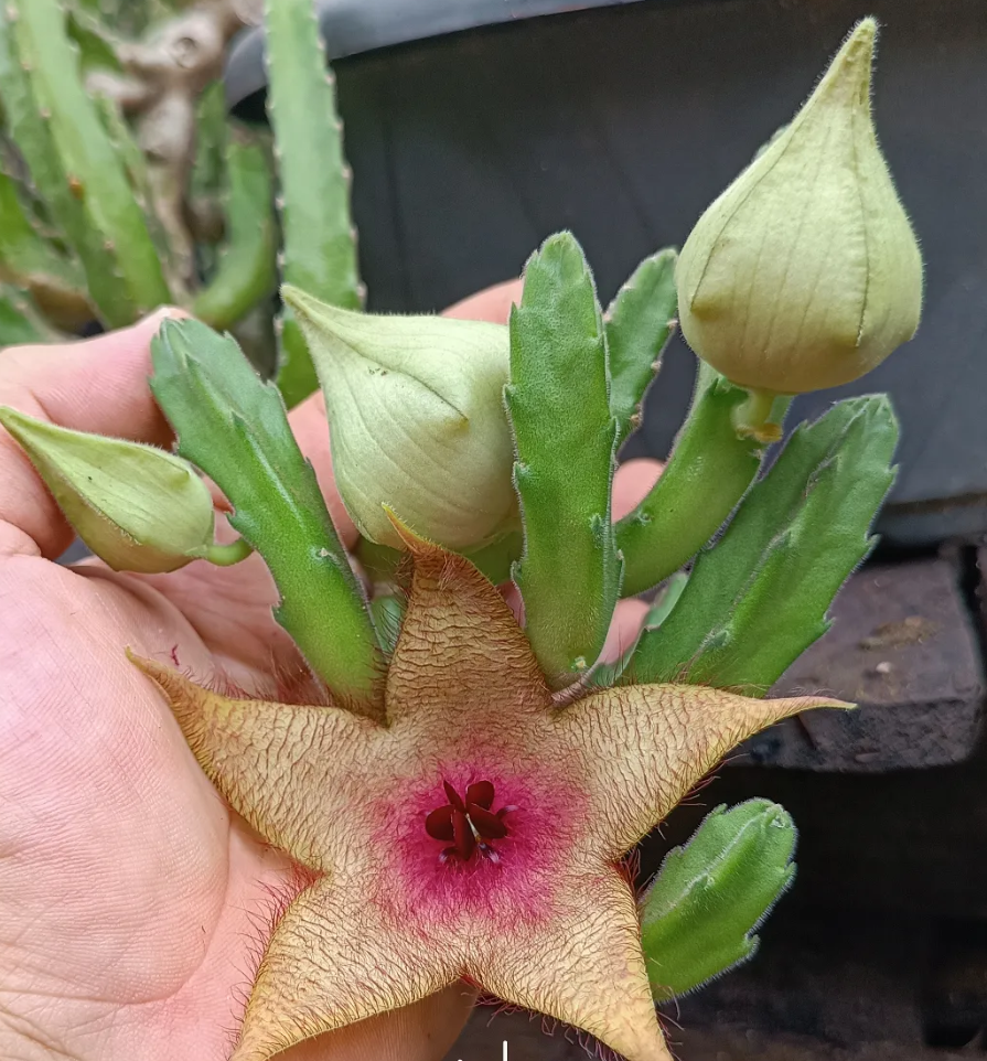 Stapelia Unicornis 7 Seeds