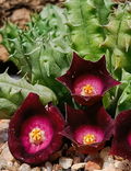 Huernia 'Ocutana' 5 Seeds