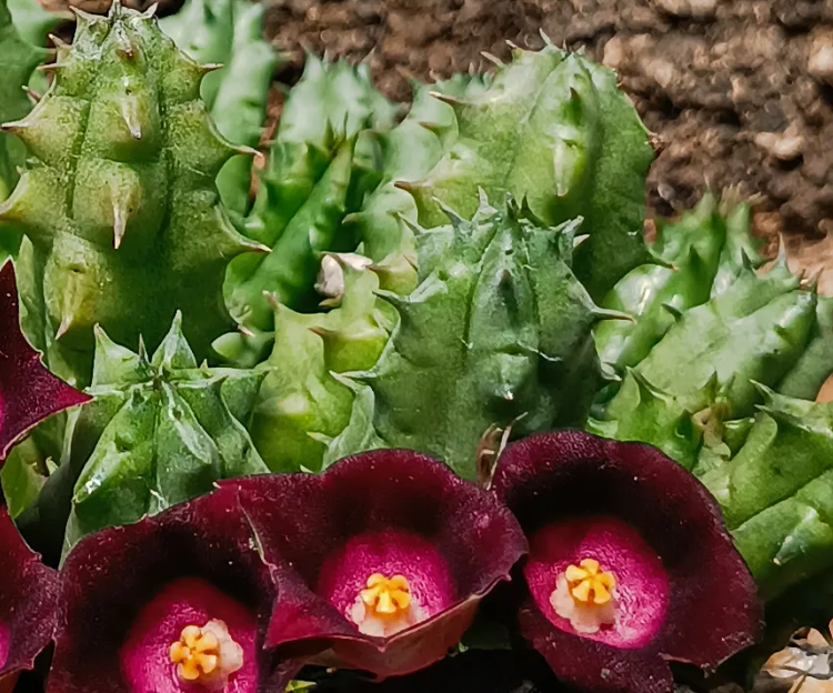 Huernia 'Ocutana' 5 Seeds