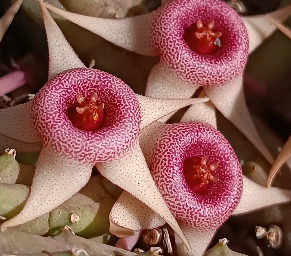 Huernia procumbens x Huernia conccina 5 Seeds