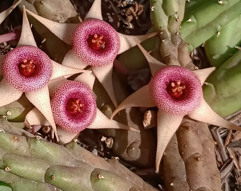 Huernia procumbens x Huernia conccina 5 Seeds