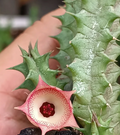 Huernia 'Peach' 5 Seeds
