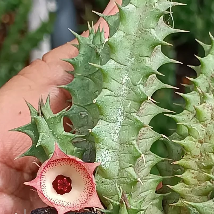 Huernia 'Peach' 5 Seeds